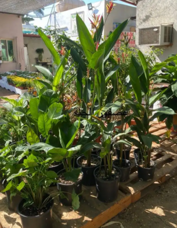 Bird of paradise flower  Bird of paradise flower