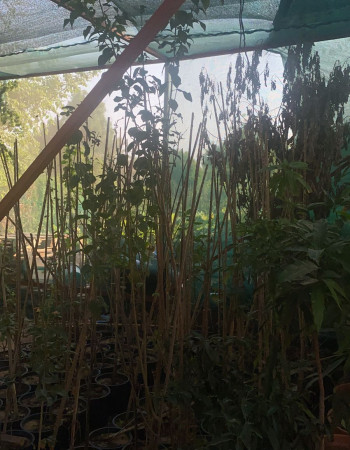 شتلات برقوق  شتلات برقوق