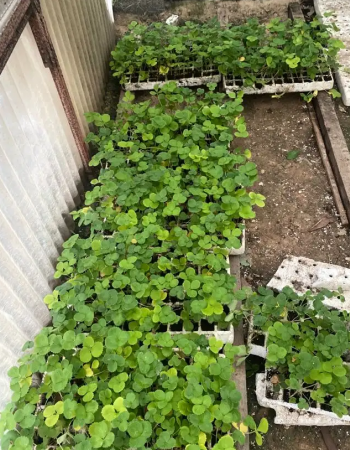 شلات فراولة 77 حبة