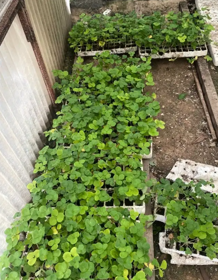 شلات فراولة 77 حبة