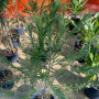 Callistemon Viminalis Seedlings Callistemon Viminalis Seedlings