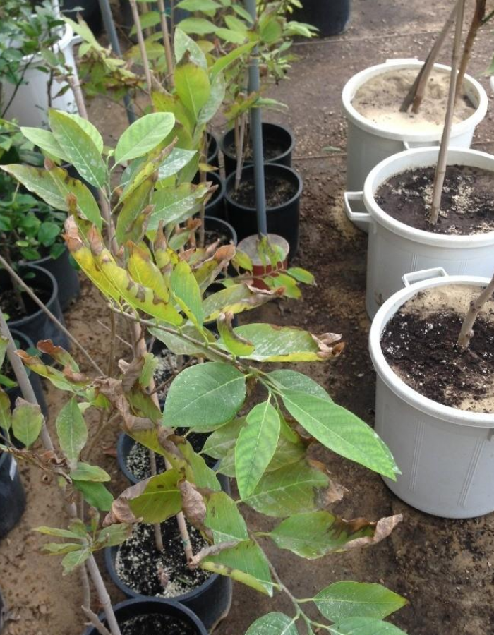 شتلات قشطة  شتلات قشطة