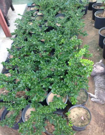 Carissa Jasmine Seedlings Carissa Jasmine Seedlings