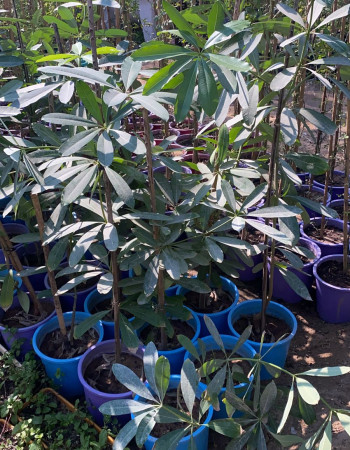 Alstonia scholaris Tree