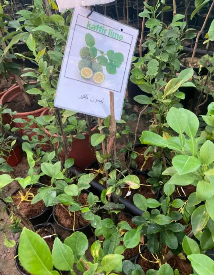 شتلات ليمون البرغموت او ليمون الكفيري   شتلات ليمون البرغموت او ليمون الكفيري