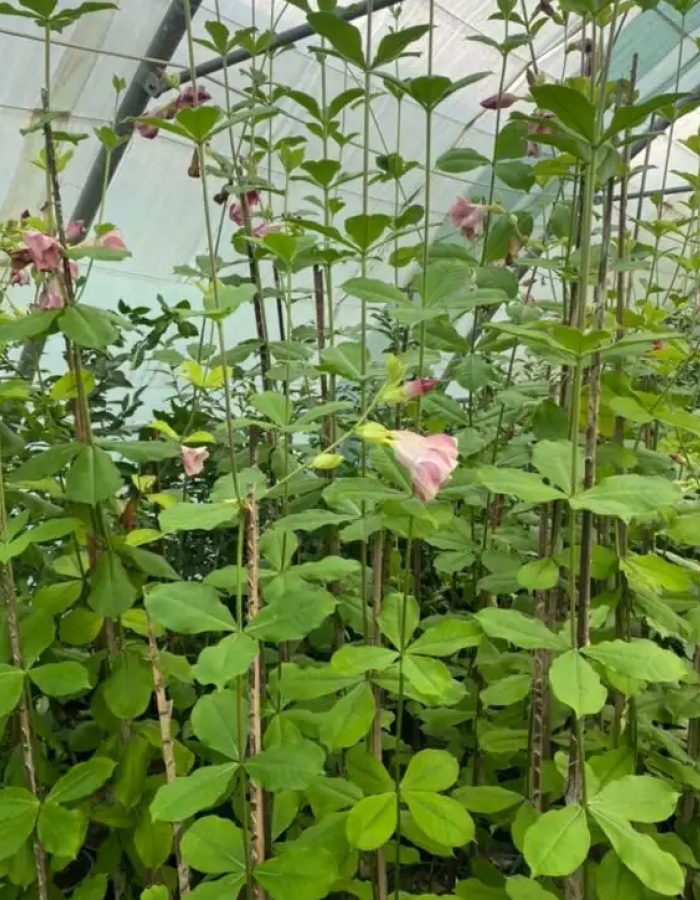 شتلات المندا وردي شتلات المندا وردي