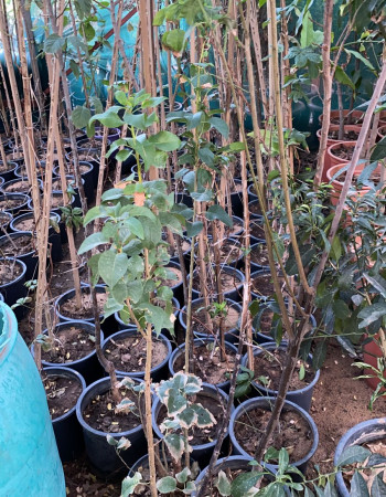 شتلات كمثرة 