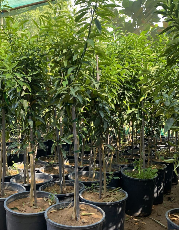 شتلات كيموكوات    شتلات كيموكوات