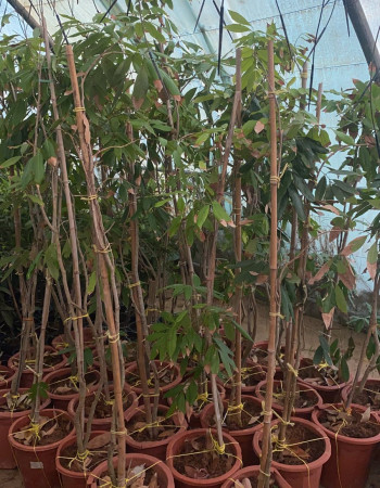 Lychee Seedlings Lychee Seedlings