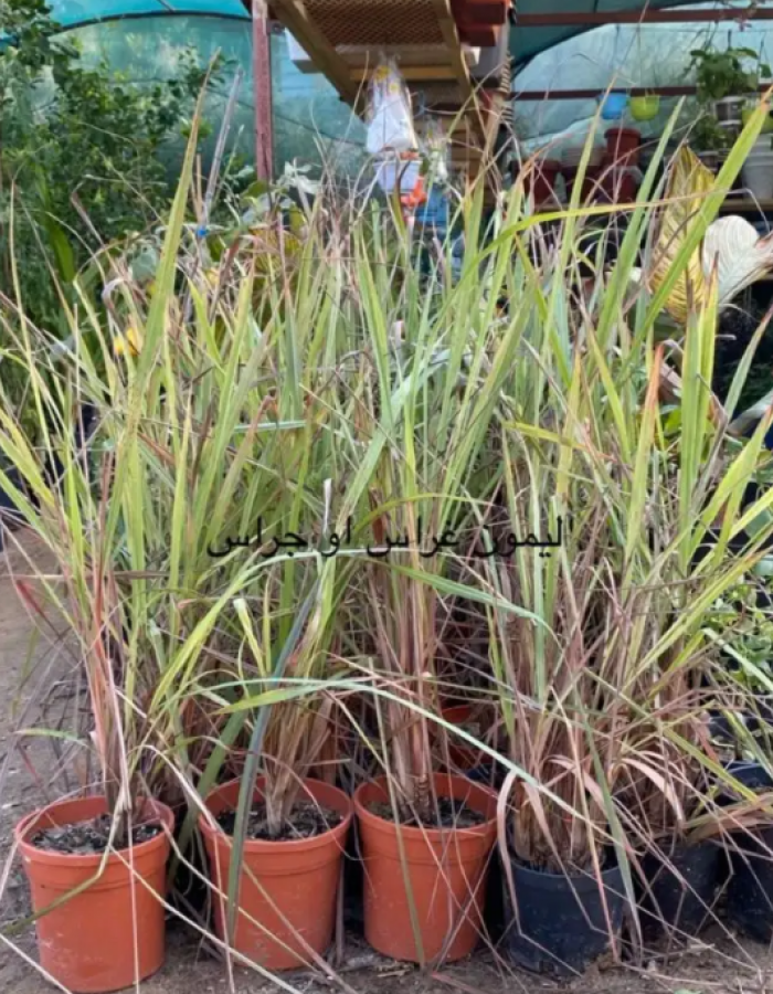 شتلات عشبة الليمون شتلات عشبة الليمون