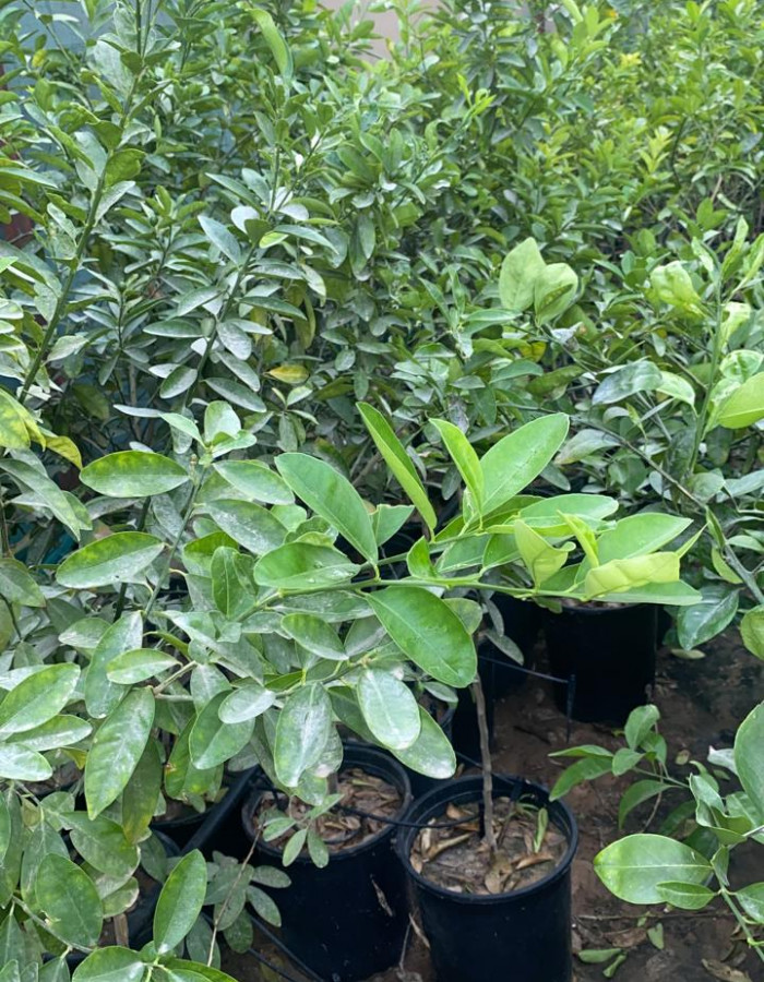 شتلات ليمون صيني 