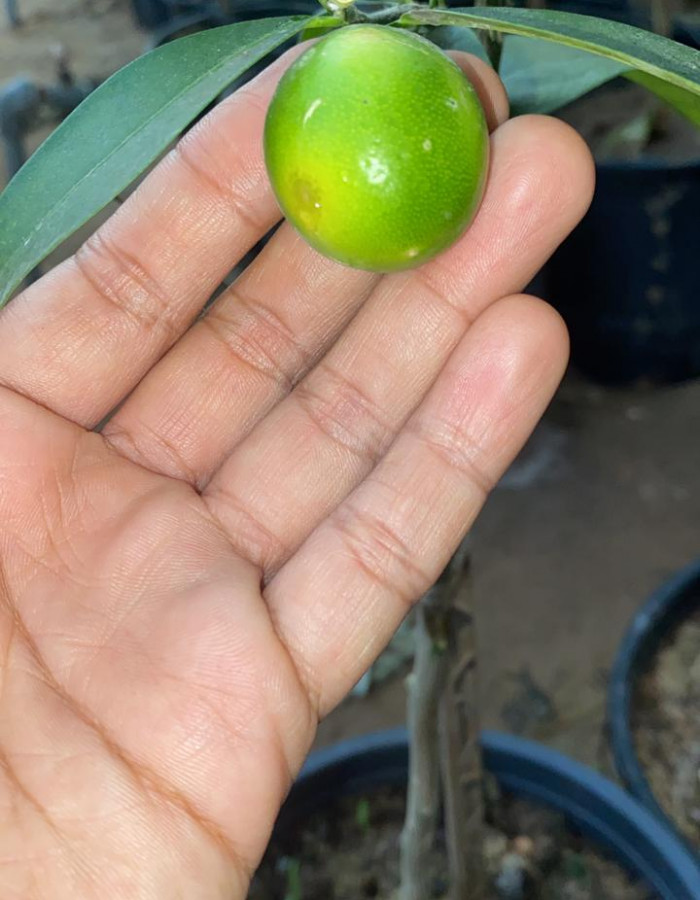 شتلات ليمون صيني 