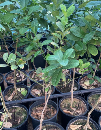 Buddha's hand seedlings Buddha's hand seedlings