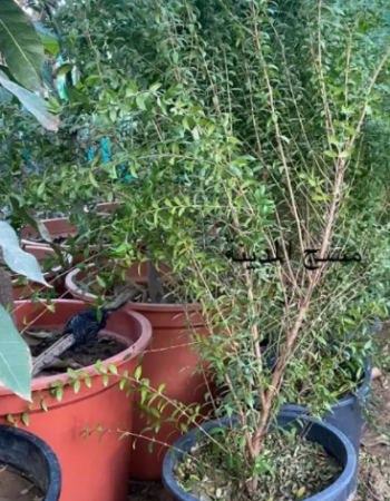 MYRTUS COMMUNIS -WHITE MYRTUS COMMUNIS -WHITE