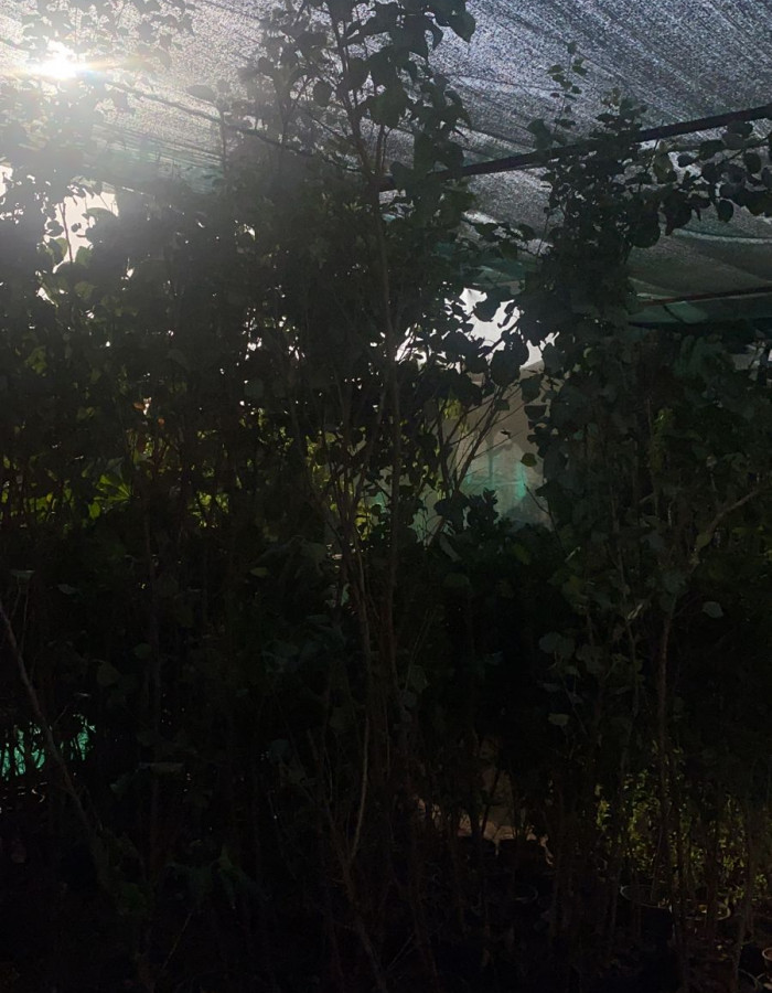 شتلات مشمش  شتلات مشمش