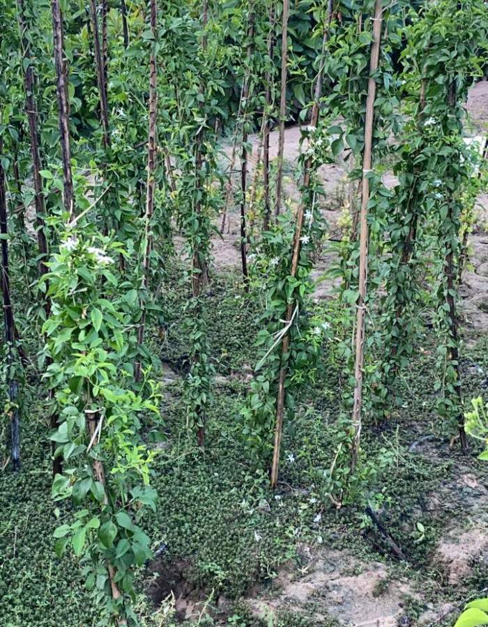 شتلات ياسمين عربي  شتلات ياسمين عربي