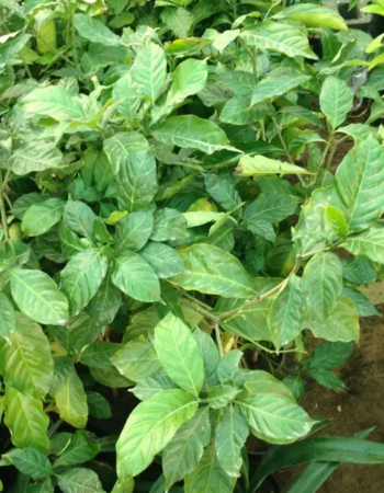 French Jasmine Seedlings
