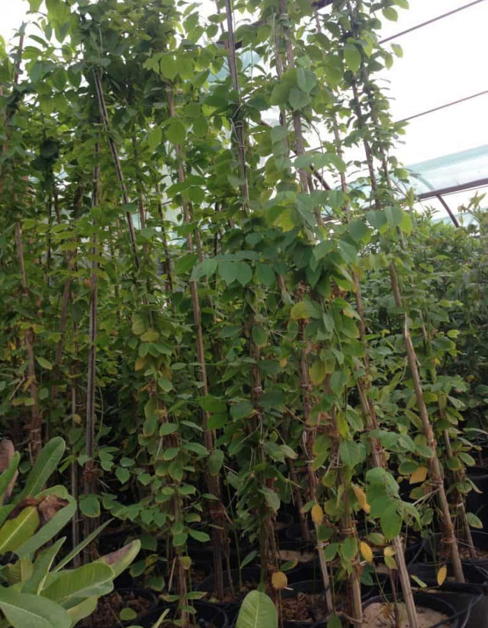 شتلات ياسمين كشميري 