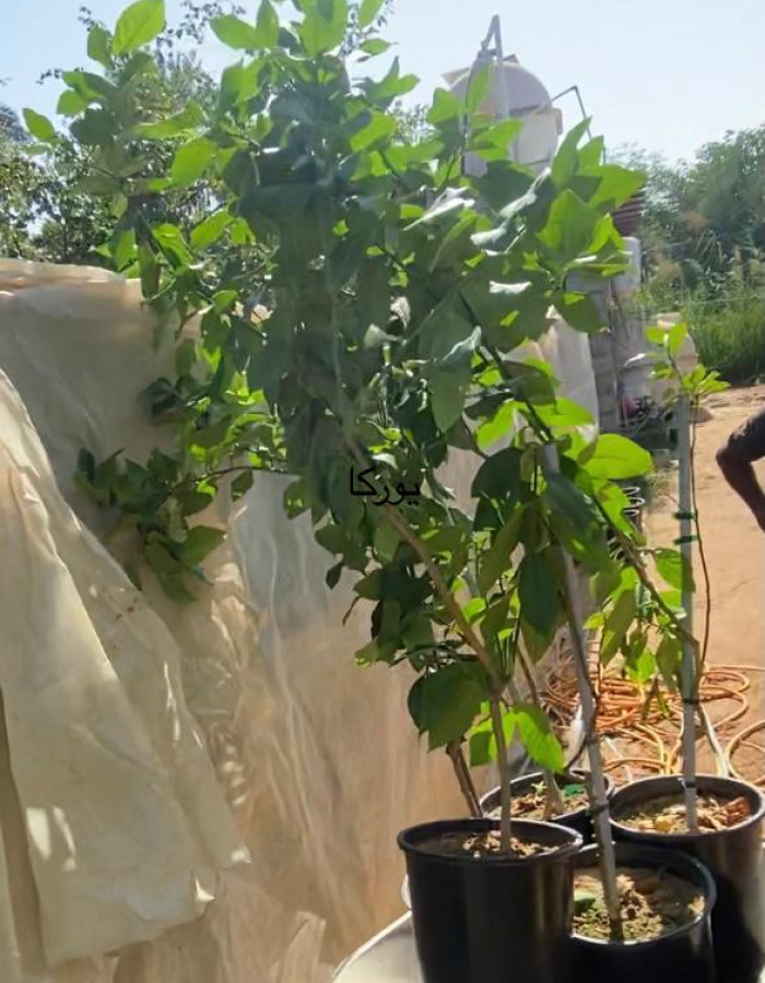 شتلات ليمون يوركا  شتلات ليمون يوركا