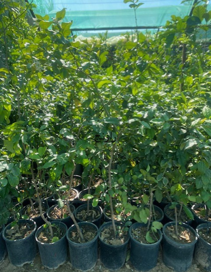 شتلات رارنج للبيع