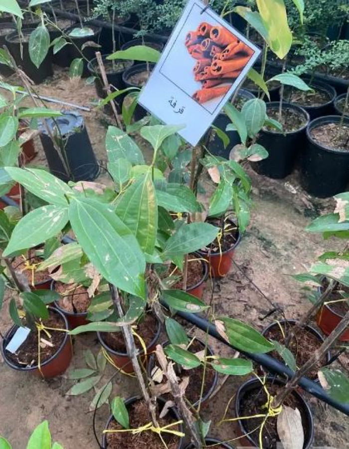  شتلات قرفة للبيع