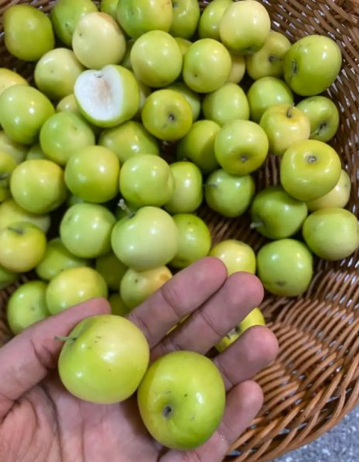 فاكهة كنار عبري نبق سدر 