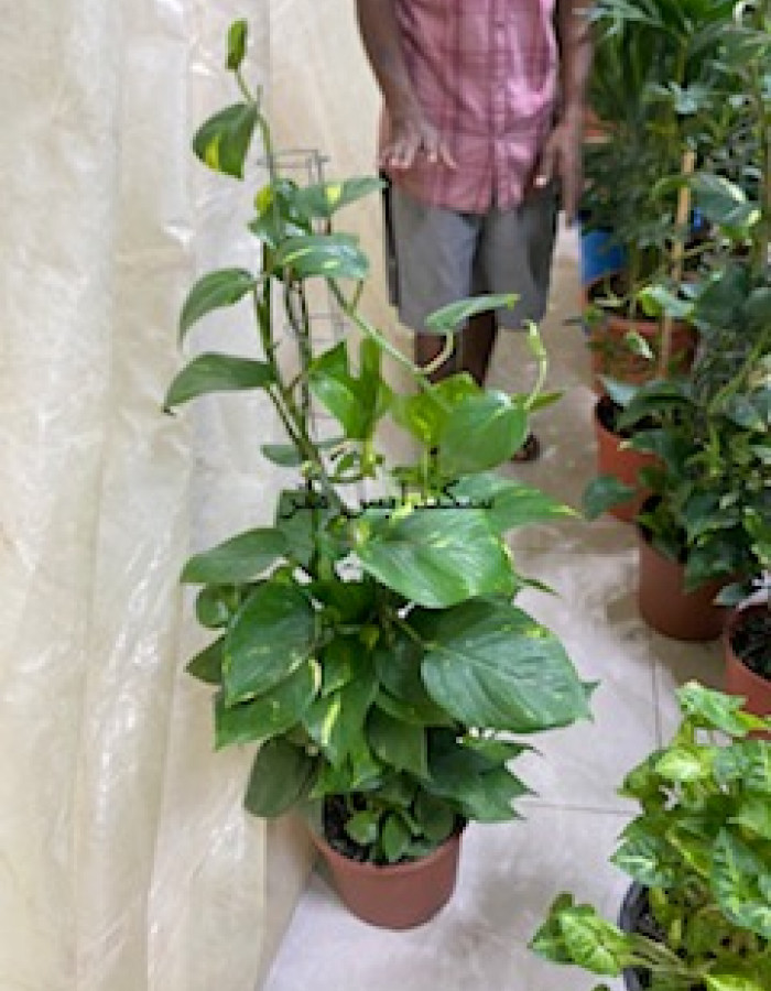 نبات بوتس نبات بوتس