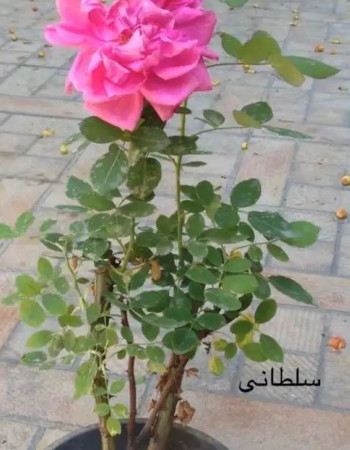 شتلات جوري سلطاني 