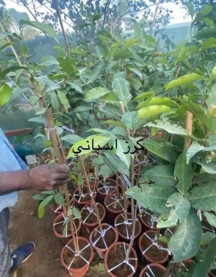 شتلات كرز اسباني