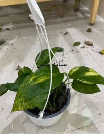 سكندابسوس علاقي