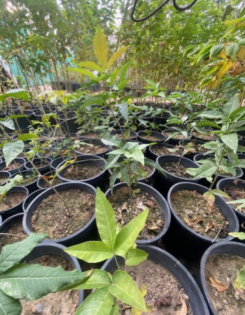 White Sapote Seedling White Sapote Seedling