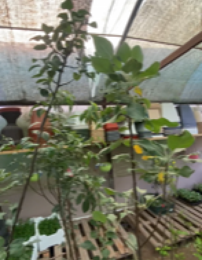 شتلة تفاح عربي 