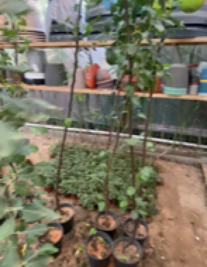 شتلة تفاح عربي 