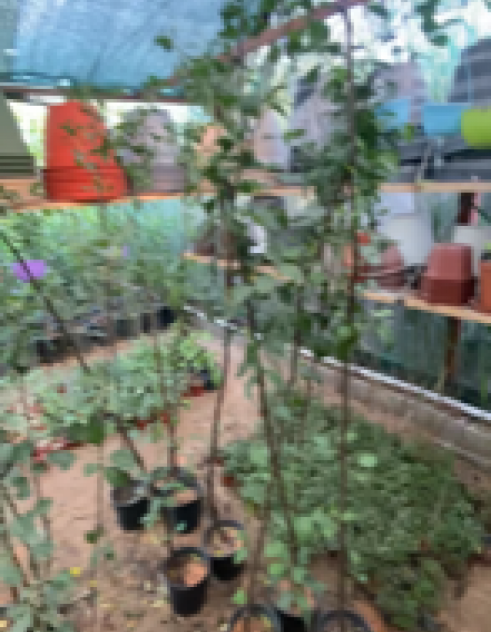 شتلة تفاح عربي 