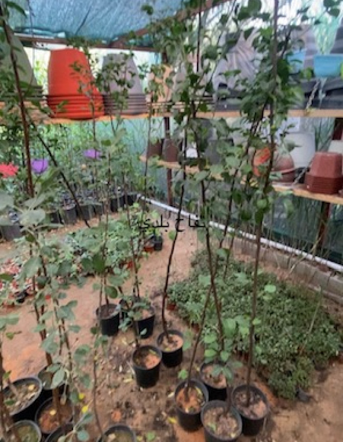 شتلة تفاح عربي 