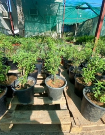 نبات مليسة  نبات مليسة