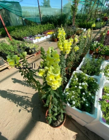 Snapdragon Plant Snapdragon Plant