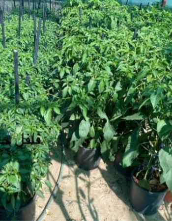 Chili pepper  Chili pepper