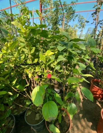 Hibiscus Seedlings Hibiscus Seedlings