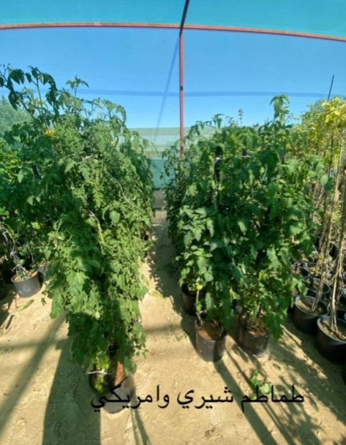 شتلات طماطم