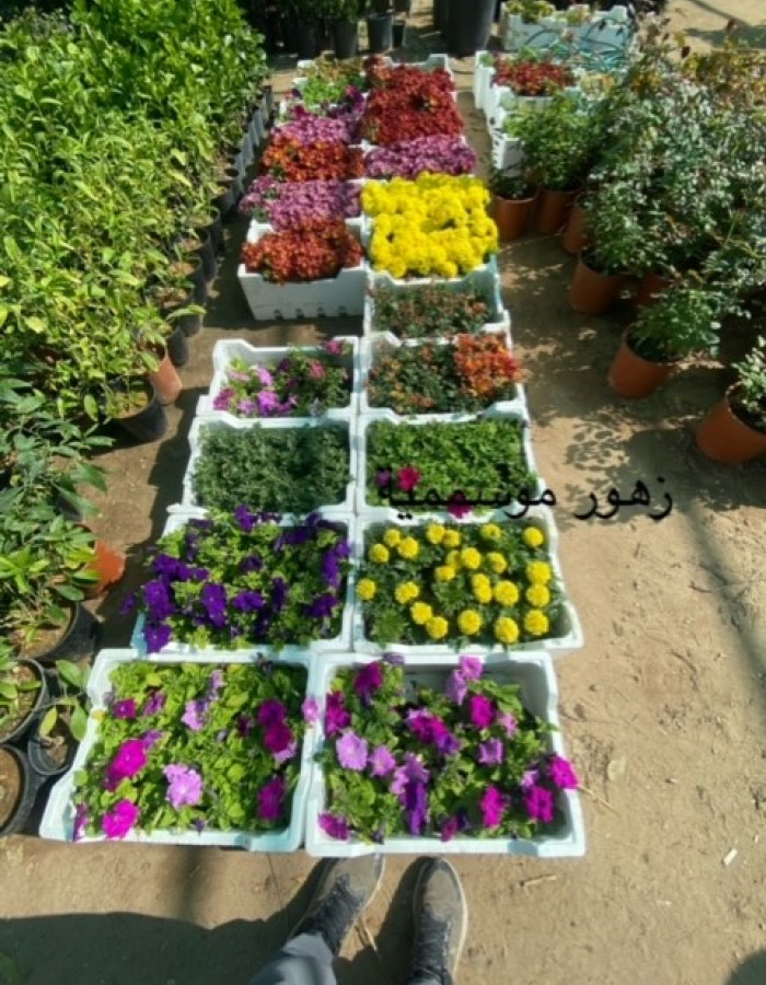 زهور موسمية  زهور موسمية