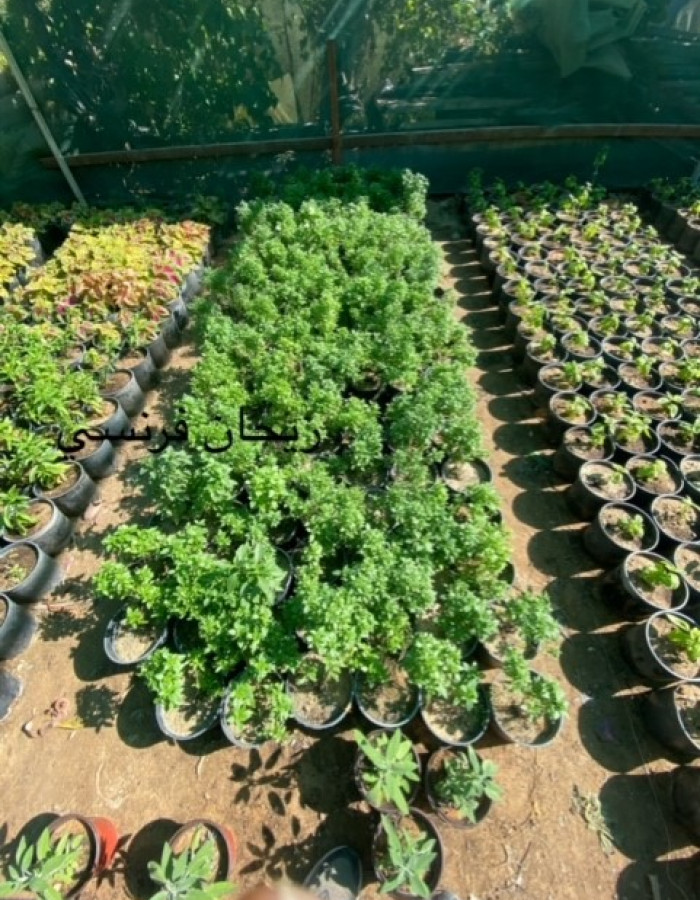 ريحان  ريحان