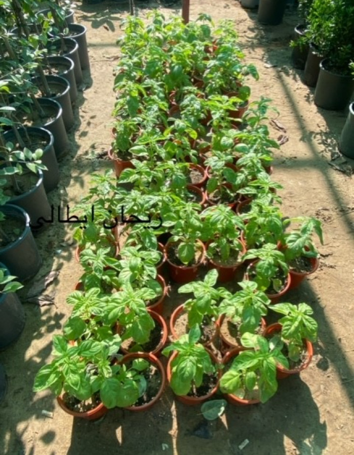 ريحان  ريحان