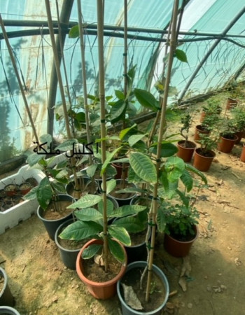 Petrea volubilis Plant