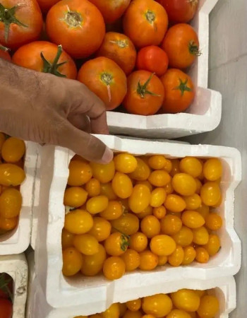  Yellow Pear Cherry Tomato