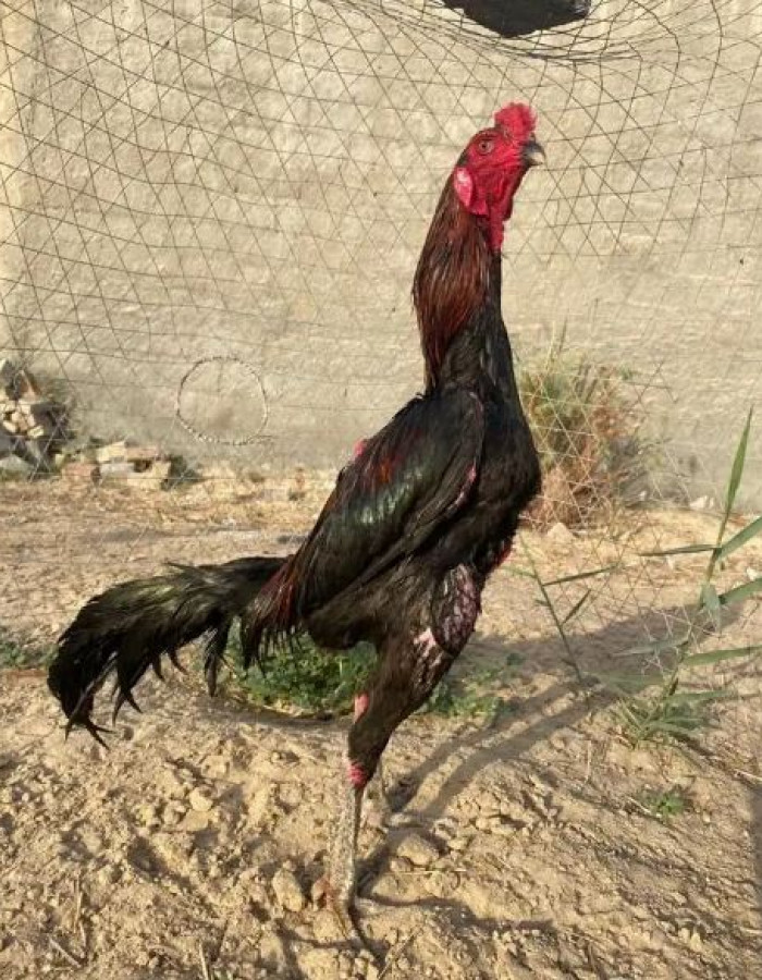 ديك تايلندي للبيع