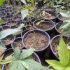 White Sapote Seedling White Sapote Seedling