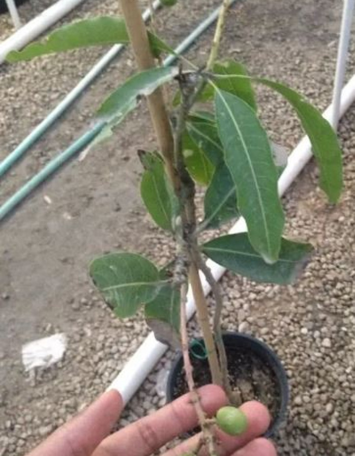 شتلات مانجو للبيع 