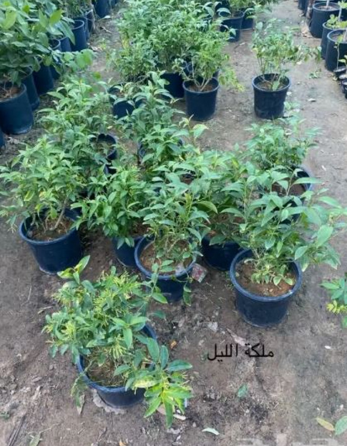 شتلة ملكة الليل للبيع