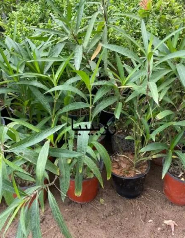 شتلة رويليا روبليا